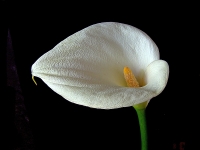 Calla